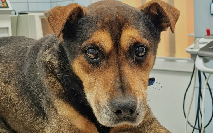 Zbiórka Leczenie w dobie kryzysu - zdjęcie główne