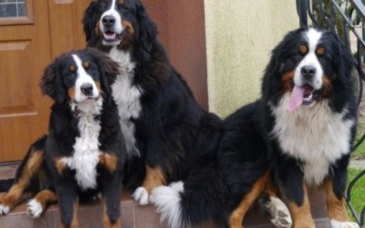 Zbiórka Marzy jej się Berneński... - zdjęcie główne