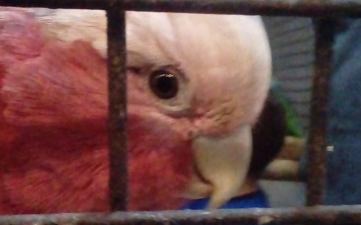 Zbliżenie na różowego papugę w klatce.