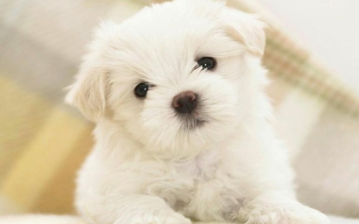 Zbiórka Moim marzeniem - Maltańczyk - zdjęcie główne