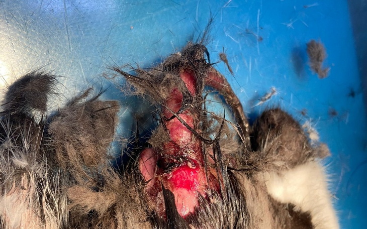 Zbiórka Na ratunek potrzebującym. BK - zdjęcie główne