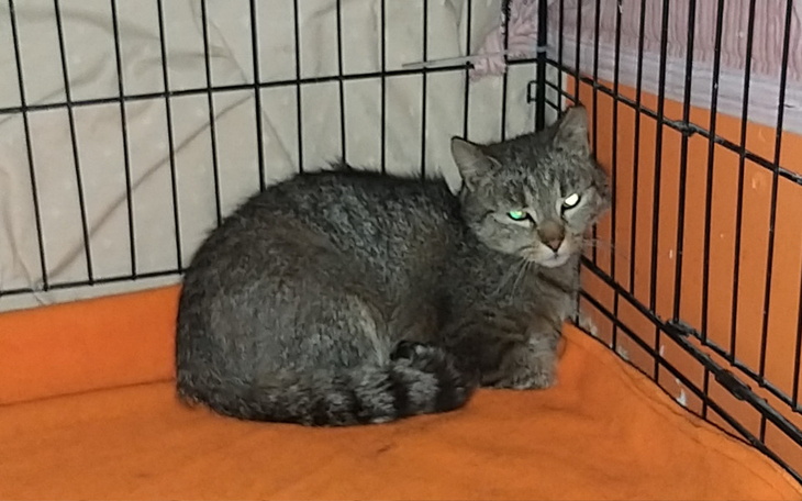 Zbiórka Szaruszka - ostatnia szansa - zdjęcie główne