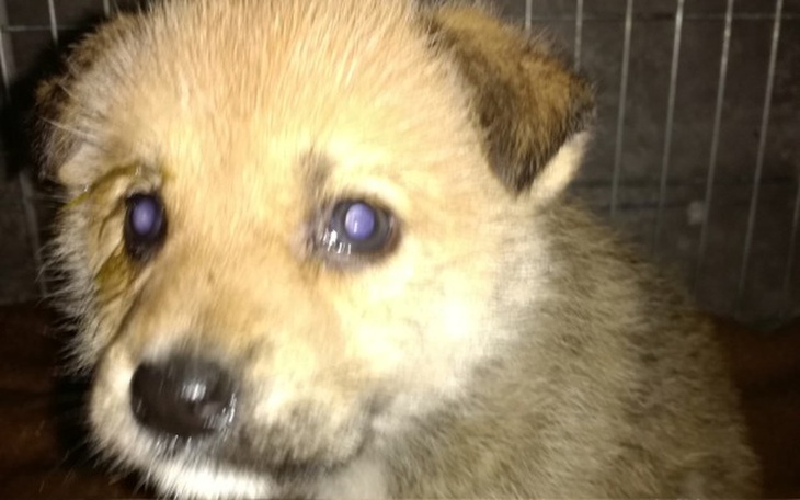 Zbiórka 6Tyg Szczeniaki zabrane z budy.. - zdjęcie główne