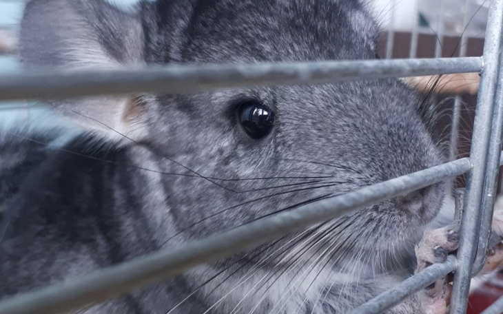 Zbiórka Na szynszylki - zdjęcie główne