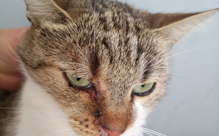 Zbiórka Wrzesień -chorowita jesień - zdjęcie główne