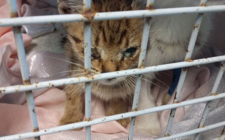 Zbiórka Wyrzucone jak śmieci, chore - zdjęcie główne