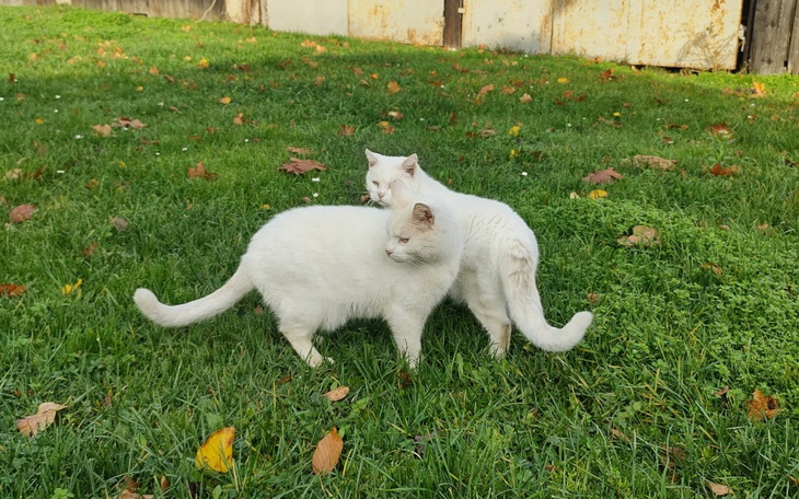 Zbiórka Karma dla 2 bezdomnych kotów - zdjęcie główne
