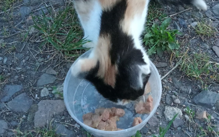 Zbiórka Dla kici koci - zdjęcie główne