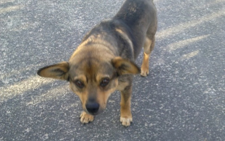 Zbiórka Ratujemy Bambusia ! - zdjęcie główne