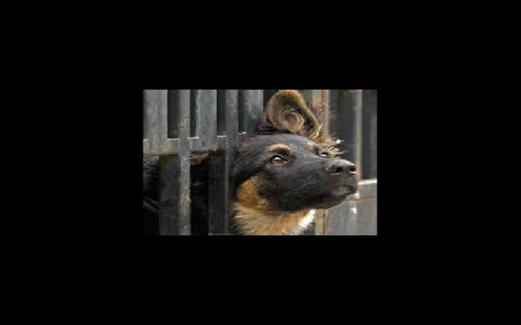 Zbiórka na jedzenie dla zwierząt biedny - zdjęcie główne