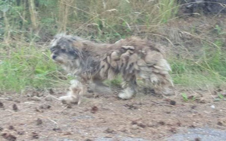 Zbiórka Benji potrzebuje pomocy - zdjęcie główne