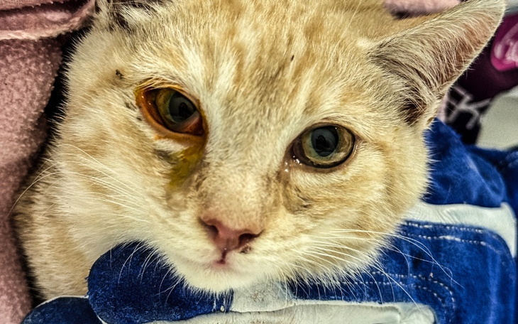 Zbiórka Wyłowione z wody błagają o pomoc - zdjęcie główne