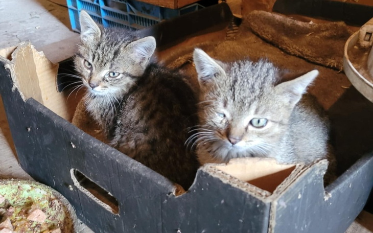 Zbiórka Na ratunek kotom spod granicy - zdjęcie główne