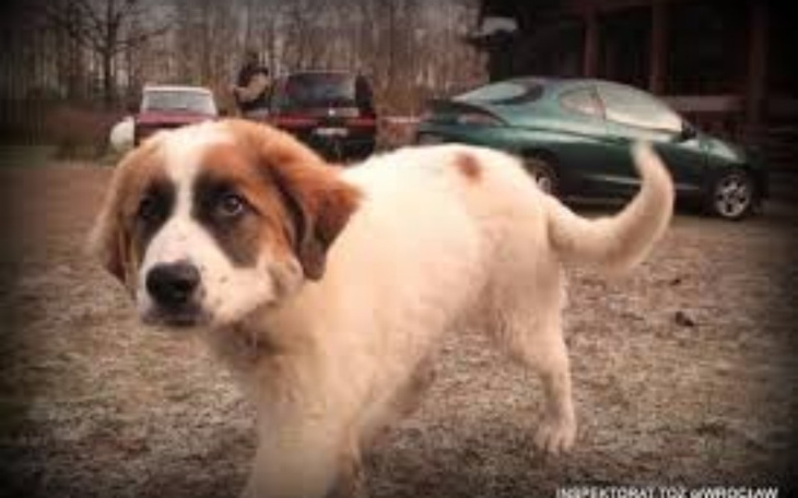 Zbiórka Dla biednych psów - zdjęcie główne