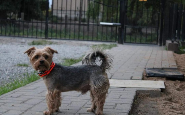 Zbiórka Na zabieg dla postrzelonego psa. - zdjęcie główne