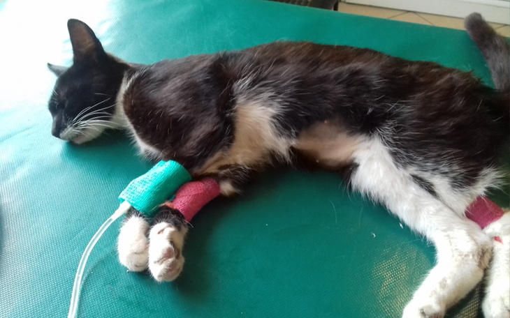 Zbiórka Na kotke w tragicznym stanie - zdjęcie główne