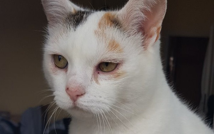 Zbiórka Na zdrowe oczka - zdjęcie główne