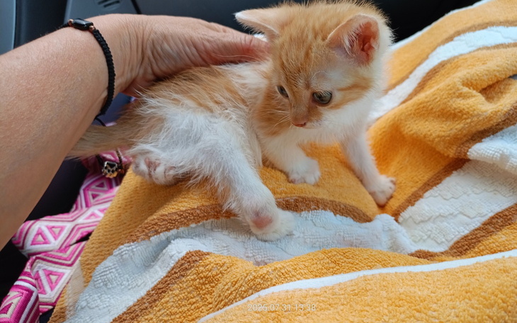 Mały kociak w samochodzie, szuka nowego domu.