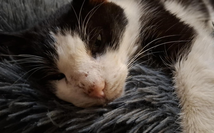 Czarnobiały kot leżący na miękkim kocyku.