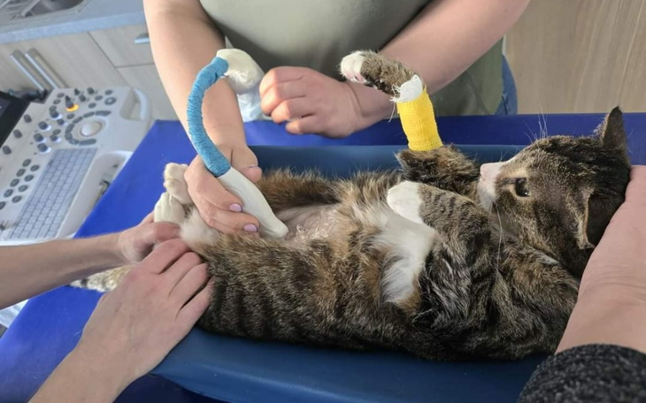 Zbiórka Pomoc dla kotów nerkowych - zdjęcie główne