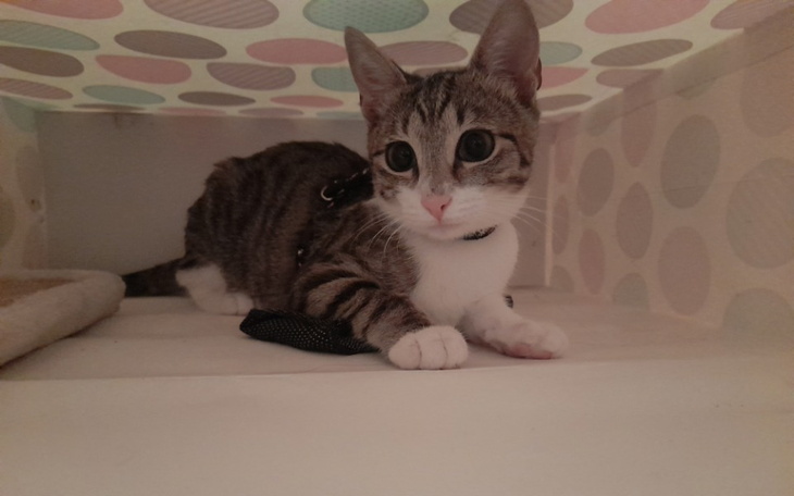 Zbiórka Sterylizacja Ancymonka - zdjęcie główne