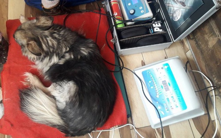 Zbiórka Pepa z chorą łapą błaga o pomoc! - zdjęcie główne