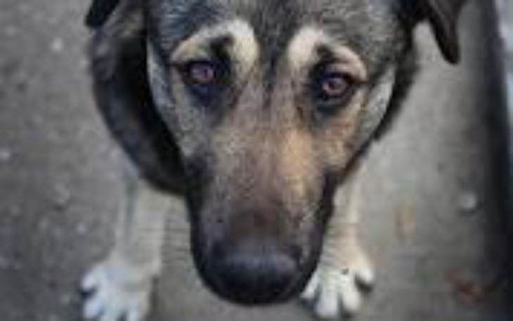 Zbiórka Zbiórka na karmę do schroniska - zdjęcie główne