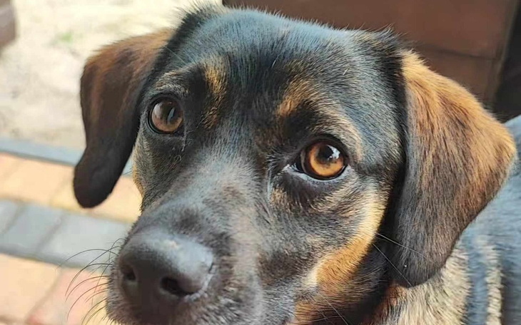 Zbiórka Urodziny- pomoc zwierzakom. - zdjęcie główne