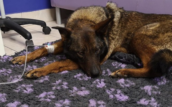 Zbiórka Ratunek dla Tekli - zdjęcie główne