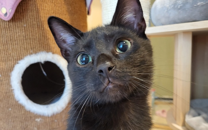 Zbiórka Na surowice dla kociaków - zdjęcie główne