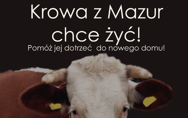 Zbiórka Krowa z Mazur chce żyć!!! - zdjęcie główne