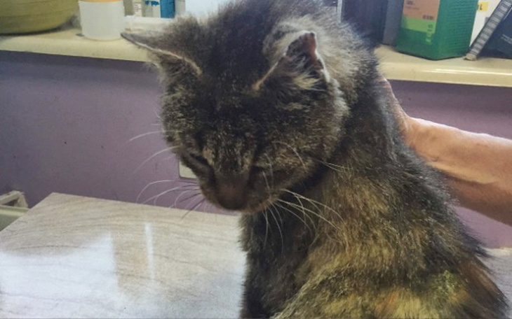 Zbiórka Dziadunio, larwy jadły go żywcem - zdjęcie główne