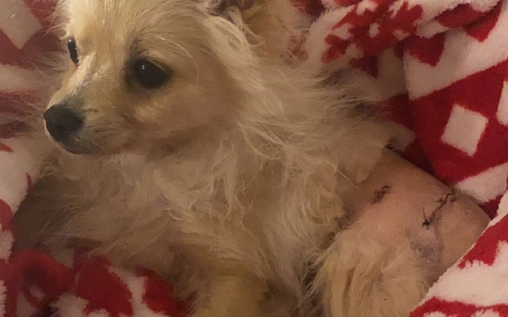 Zbiórka Na kolejne dwie operacje abusi - zdjęcie główne