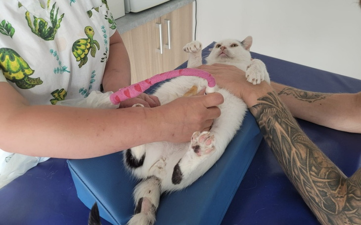 Zbiórka Ząbki Kubusia - PILNE - zdjęcie główne