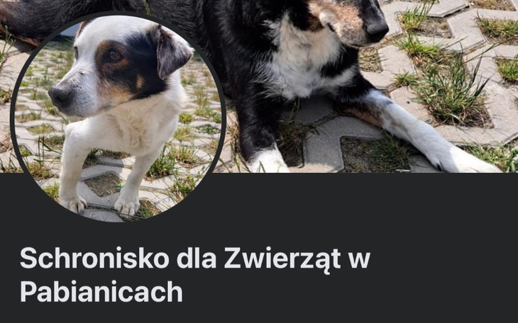 Zbiórka Zbiórka dla schroniska Pabianice - zdjęcie główne