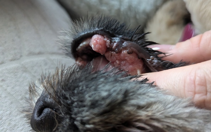 Zbiórka Leczenie Ayli - zdjęcie główne