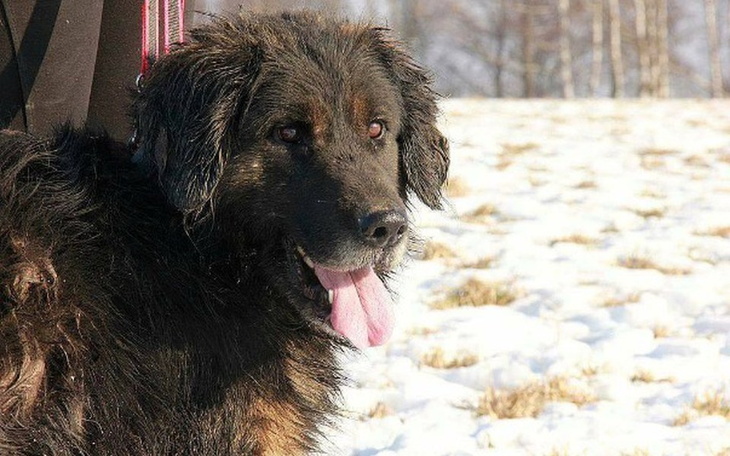 Zbiórka Kruczek zbiera na kojec. - zdjęcie główne