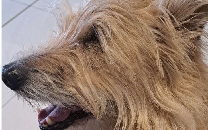 Zbiórka Zmiana na pyszczku- diagnoza - zdjęcie główne