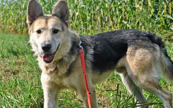 Zbiórka Biełkin-pies z łańcucha w hali - zdjęcie główne