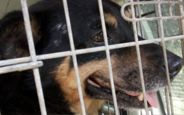 Zbiórka Czaruś z ropniem pod okiem - zdjęcie główne