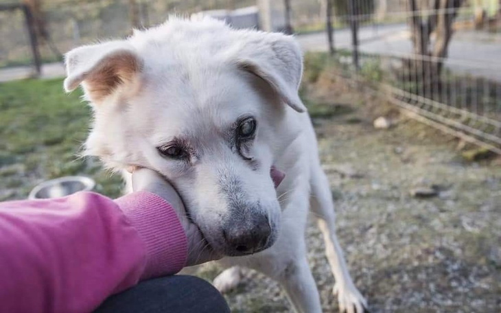 Zbiórka Najpiękniejszy dzień życia... - zdjęcie główne