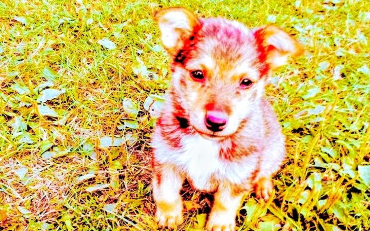 Zbiórka Pomóżmy psiakom - zdjęcie główne