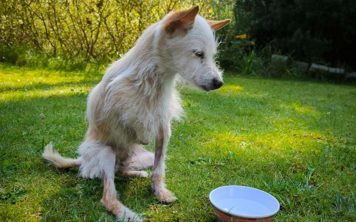 Pies siedzący na trawie, czekający na jedzenie.