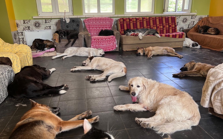 Psy odpoczywające w schronisku, w różnych pozycjach.