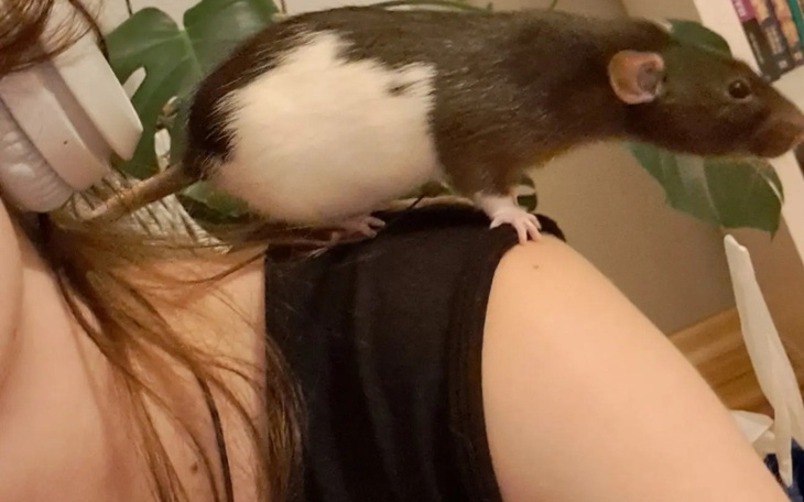 Zbiórka Operacja guza złośliwego - zdjęcie główne