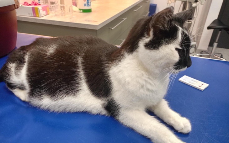 Kot leży na stole, zrelaksowany i spokojny.