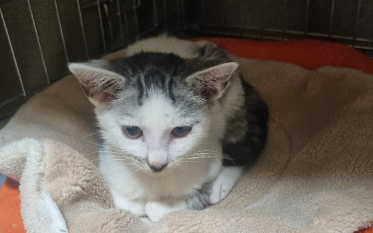 Mały kotek odpoczywający w przytulnym miejscu.