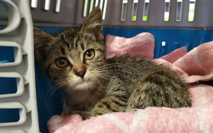 Zbiórka Kociak z kontenera na śmieci - zdjęcie główne