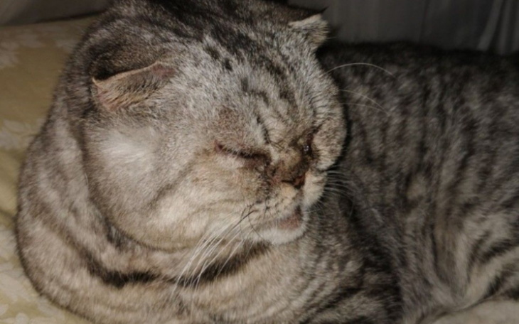 Zbiórka Pomóż kotce Frosi - zdjęcie główne