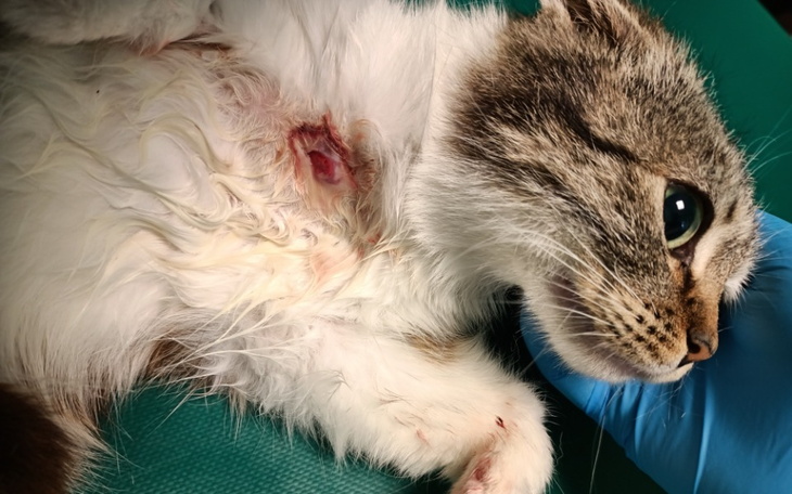 Zbiórka Kocurek z lasu z Jeleniej Góry - zdjęcie główne